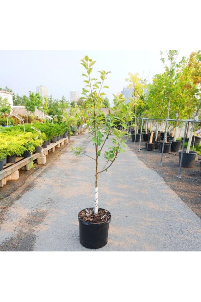 Яблуня Elise в контейнері